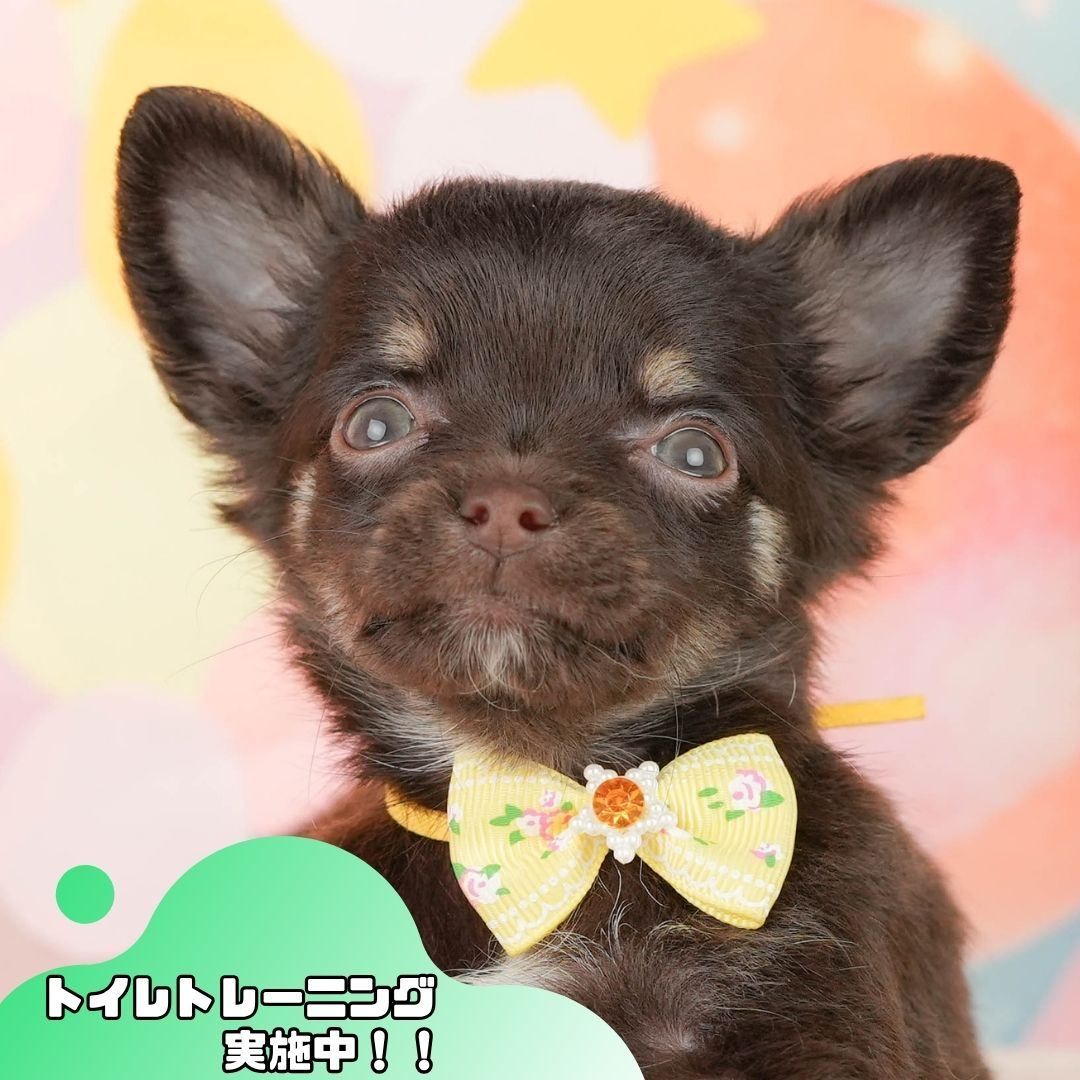 チワワ(ロング) | 女の子 | チョコレートタン＆ホワイト | 2026年2月22日（ID:dog-200015681）