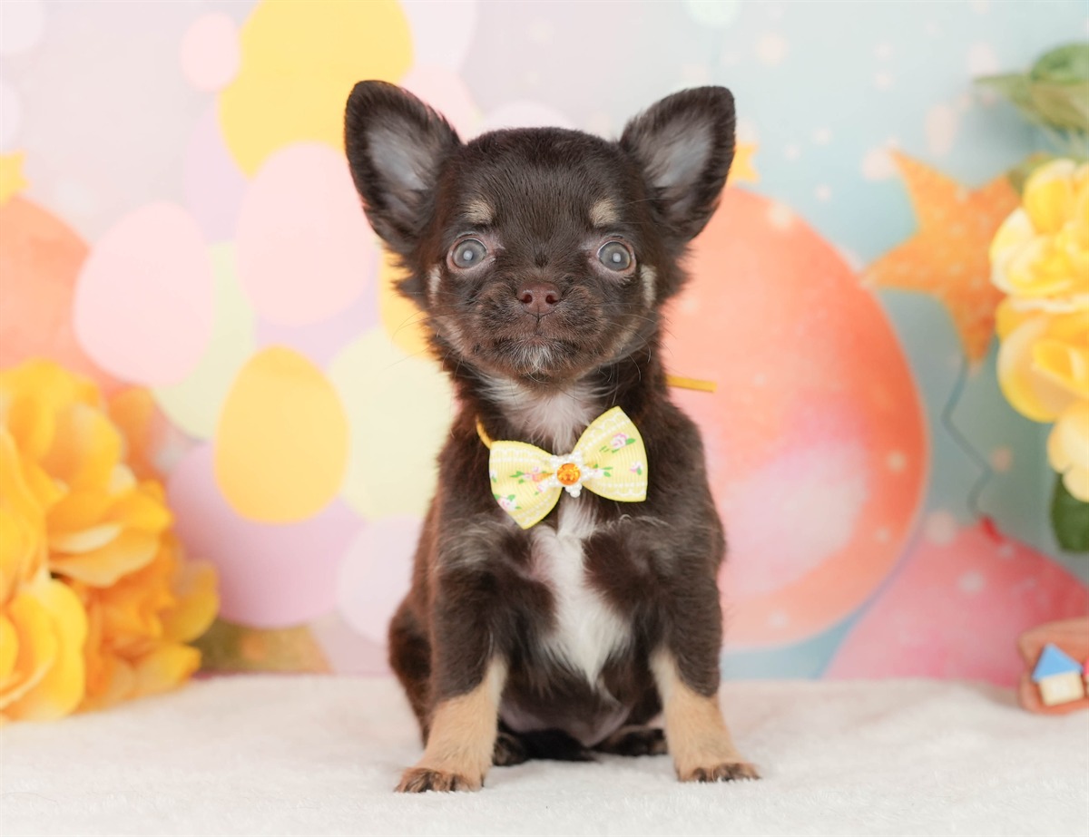 チワワ(ロング) | 女の子 | チョコレートタン＆ホワイト | 2026年2月22日（ID:dog-200015681）