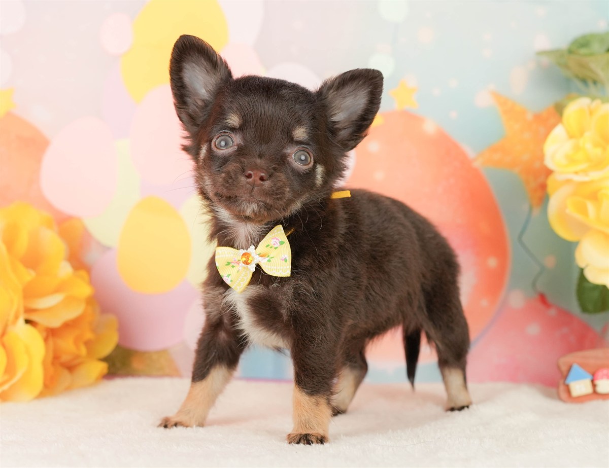 チワワ(ロング) | 女の子 | チョコレートタン＆ホワイト | 2026年2月22日（ID:dog-200015681）