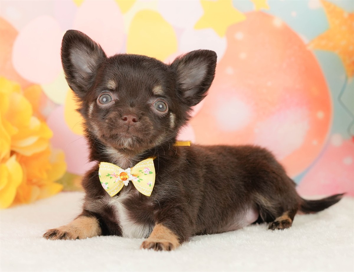 チワワ(ロング) | 女の子 | チョコレートタン＆ホワイト | 2026年2月22日（ID:dog-200015681）