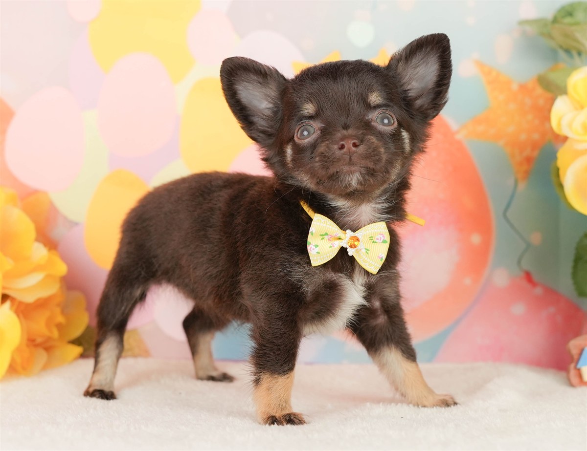 チワワ(ロング) | 女の子 | チョコレートタン＆ホワイト | 2026年2月22日（ID:dog-200015681）