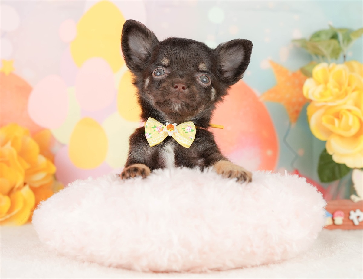 チワワ(ロング) | 女の子 | チョコレートタン＆ホワイト | 2026年2月22日（ID:dog-200015681）