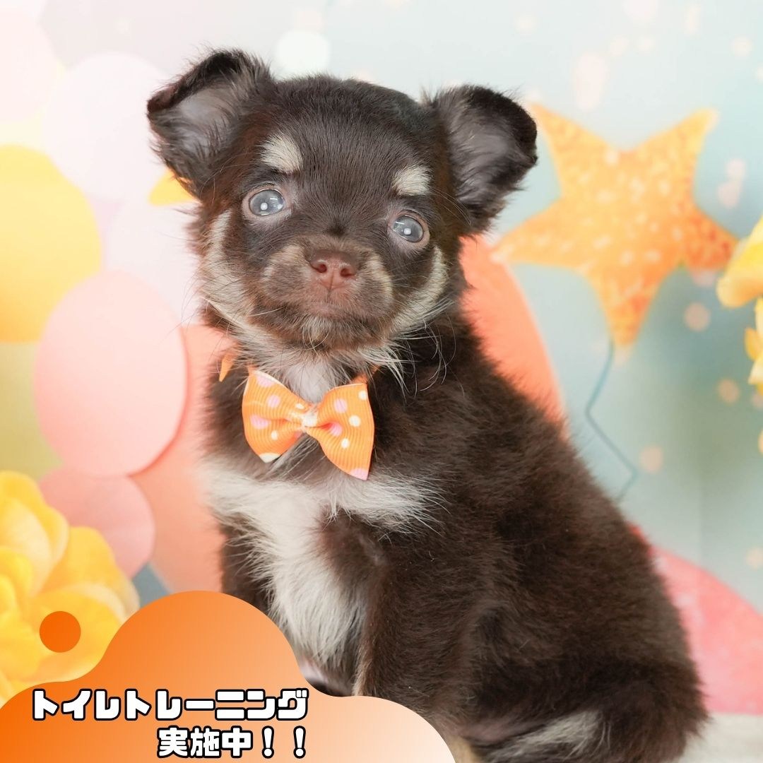チワワ(ロング) | 女の子 | チョコレートタン＆ホワイト | 2026年2月22日（ID:dog-200015682）