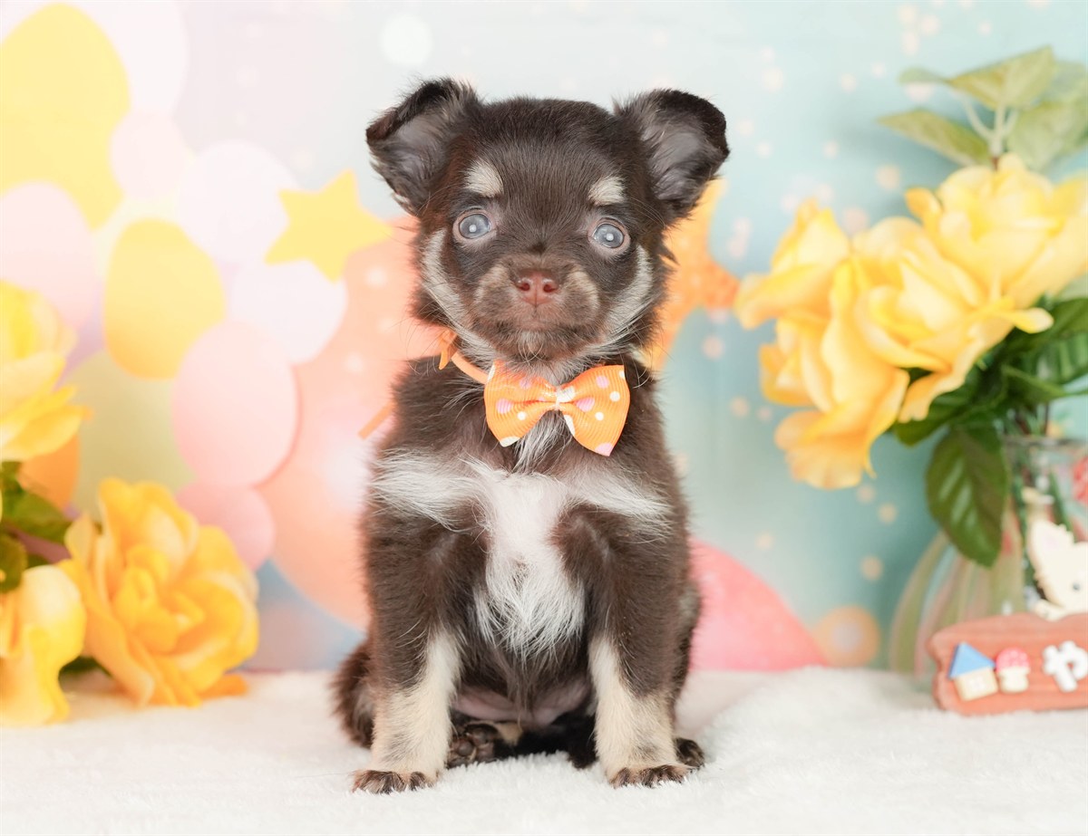 チワワ(ロング) | 女の子 | チョコレートタン＆ホワイト | 2026年2月22日（ID:dog-200015682）