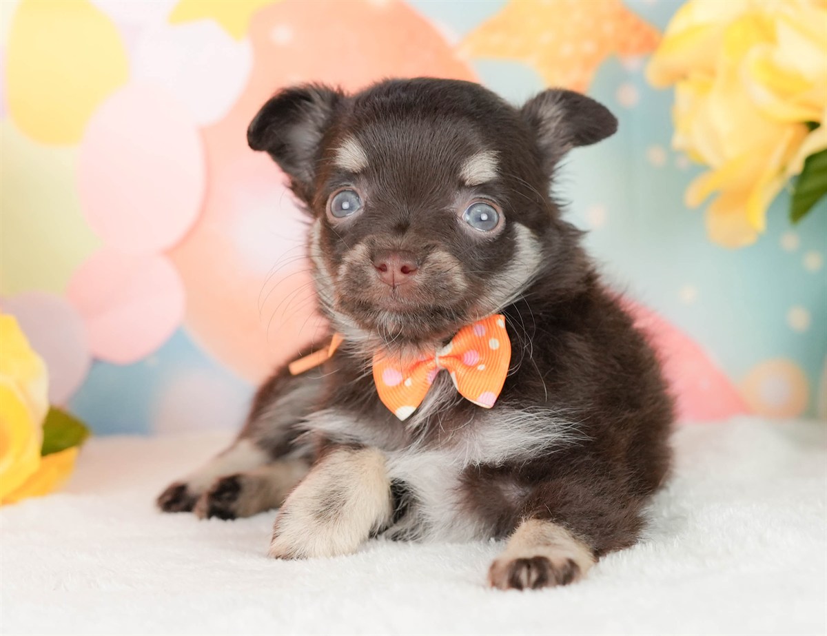 チワワ(ロング) | 女の子 | チョコレートタン＆ホワイト | 2026年2月22日（ID:dog-200015682）