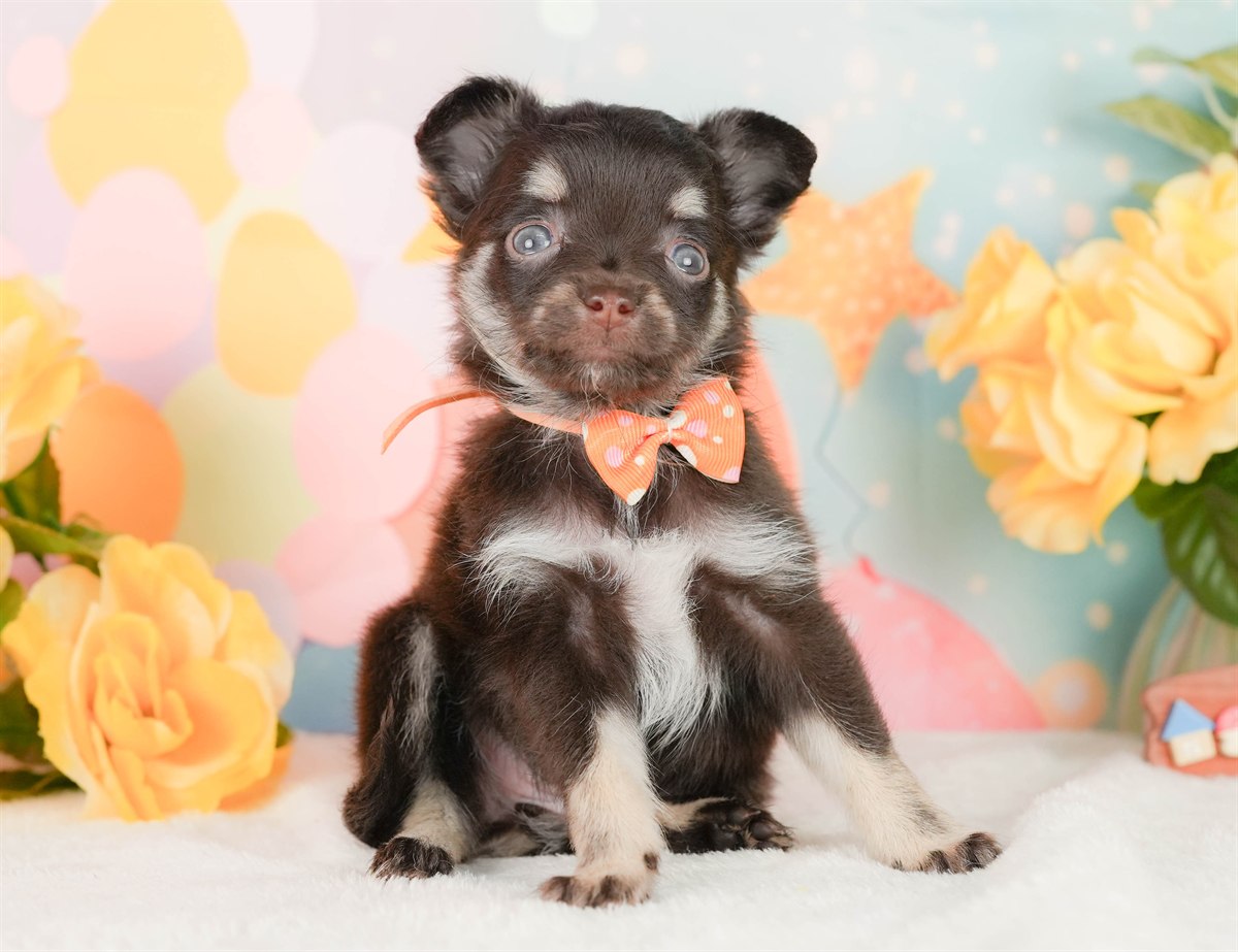 チワワ(ロング) | 女の子 | チョコレートタン＆ホワイト | 2026年2月22日（ID:dog-200015682）