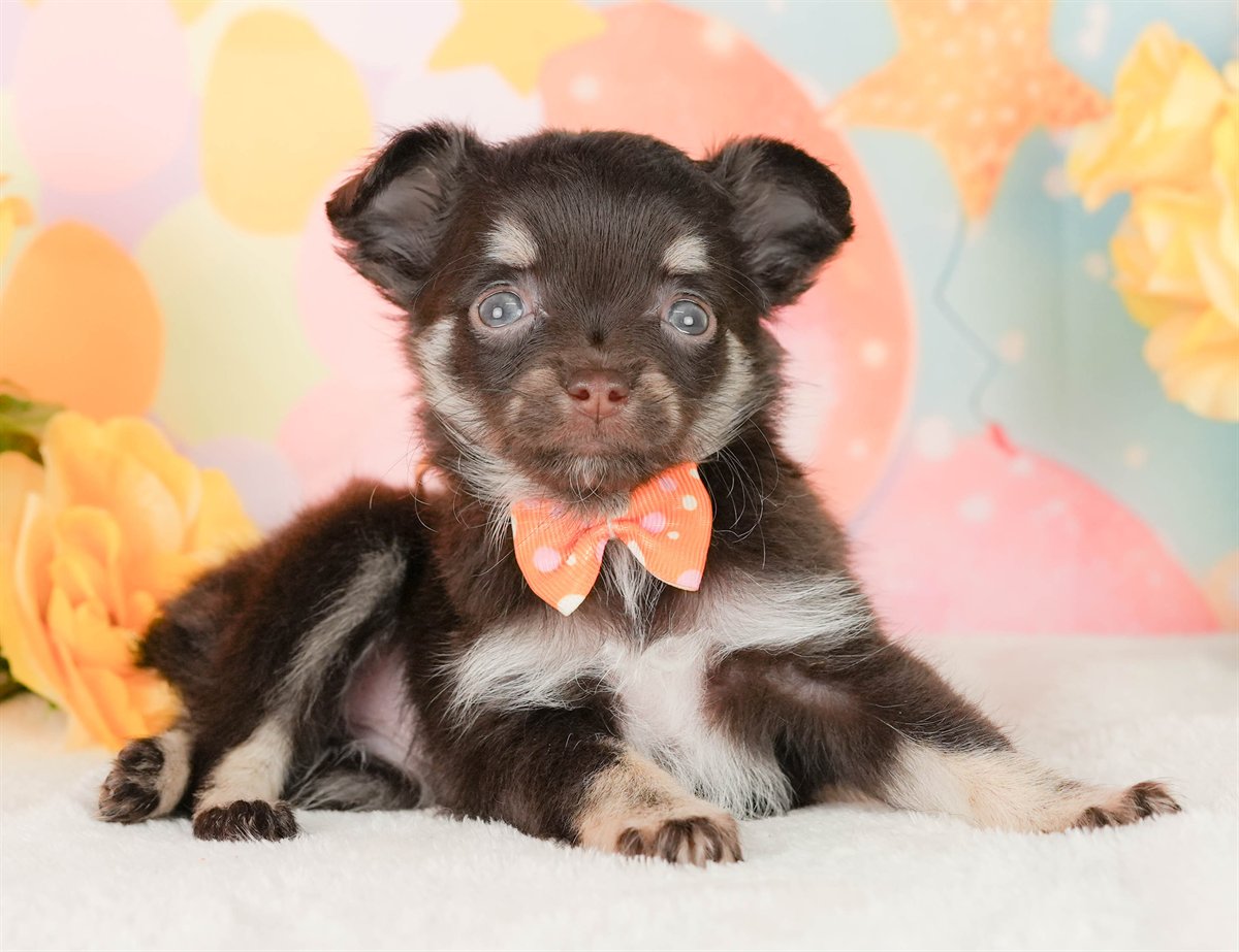 チワワ(ロング) | 女の子 | チョコレートタン＆ホワイト | 2026年2月22日（ID:dog-200015682）