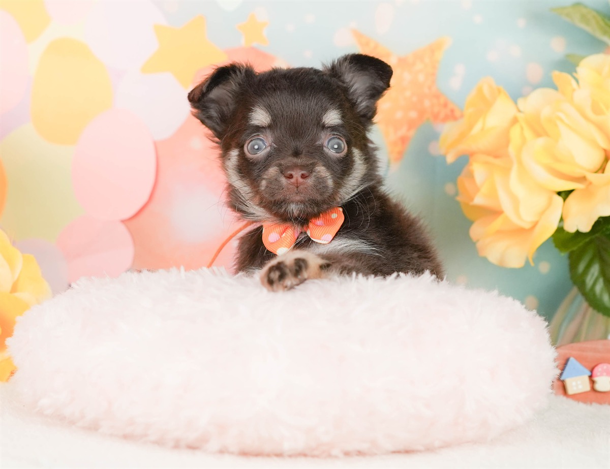 チワワ(ロング) | 女の子 | チョコレートタン＆ホワイト | 2026年2月22日（ID:dog-200015682）