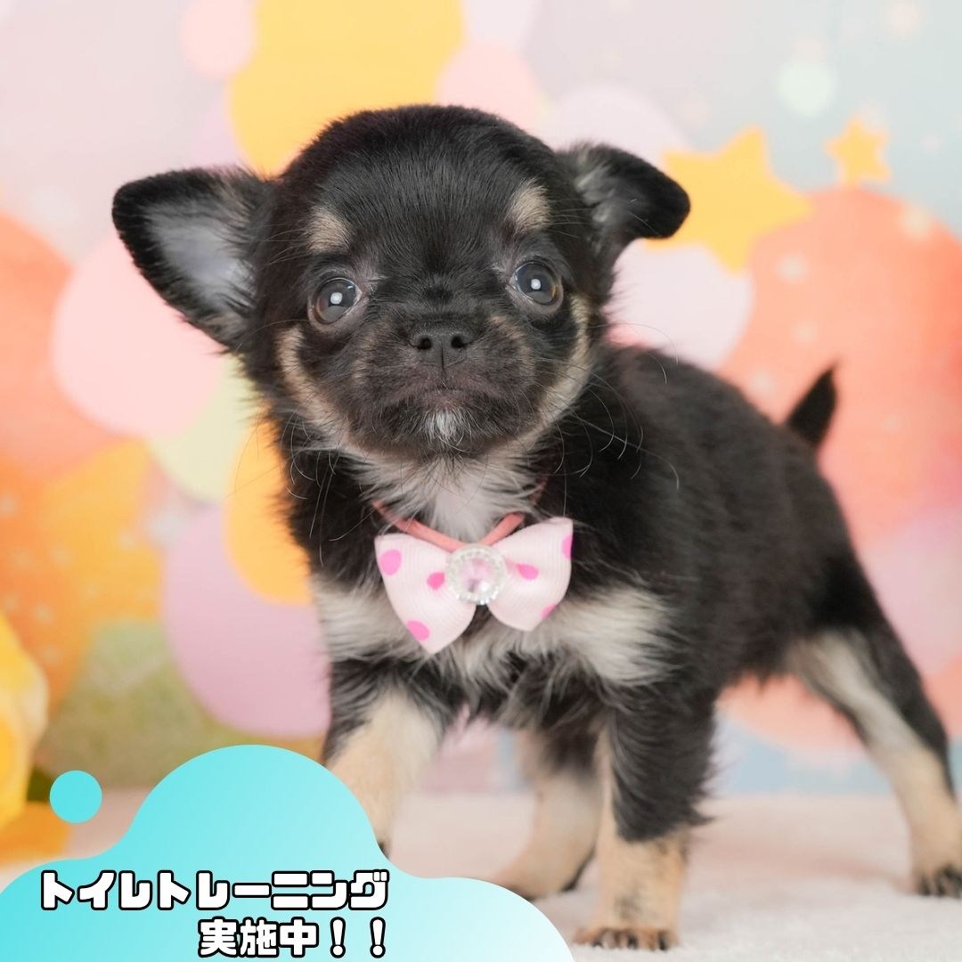 チワワ(ロング) | 女の子 | ブラックタン＆ホワイト | 2026年2月22日（ID:dog-200015683）