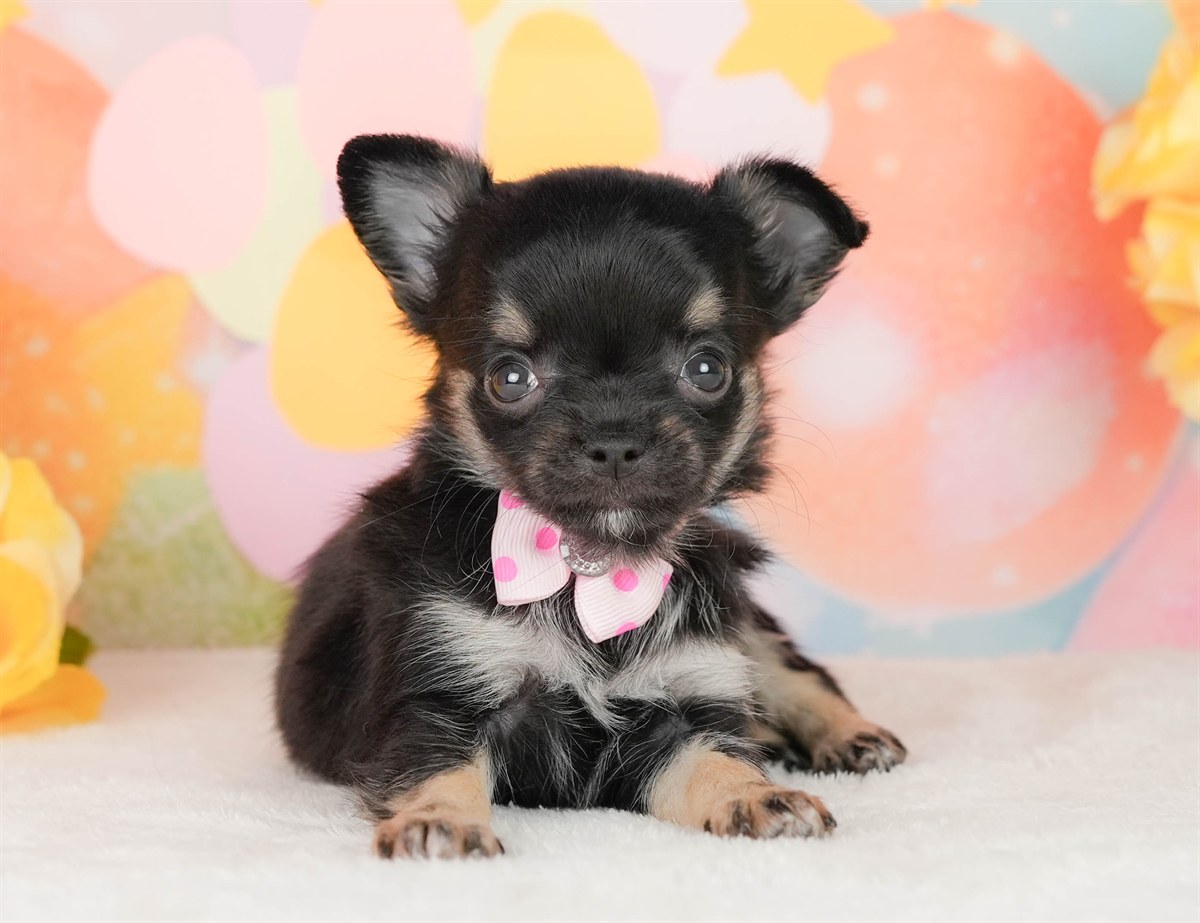 チワワ(ロング) | 女の子 | ブラックタン＆ホワイト | 2026年2月22日（ID:dog-200015683）