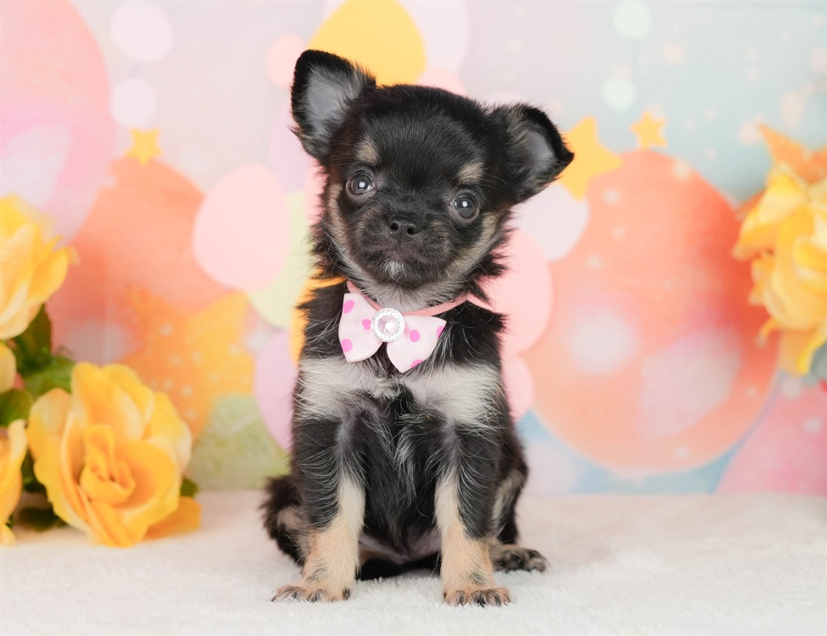 チワワ(ロング) | 女の子 | ブラックタン＆ホワイト | 2026年2月22日（ID:dog-200015683）