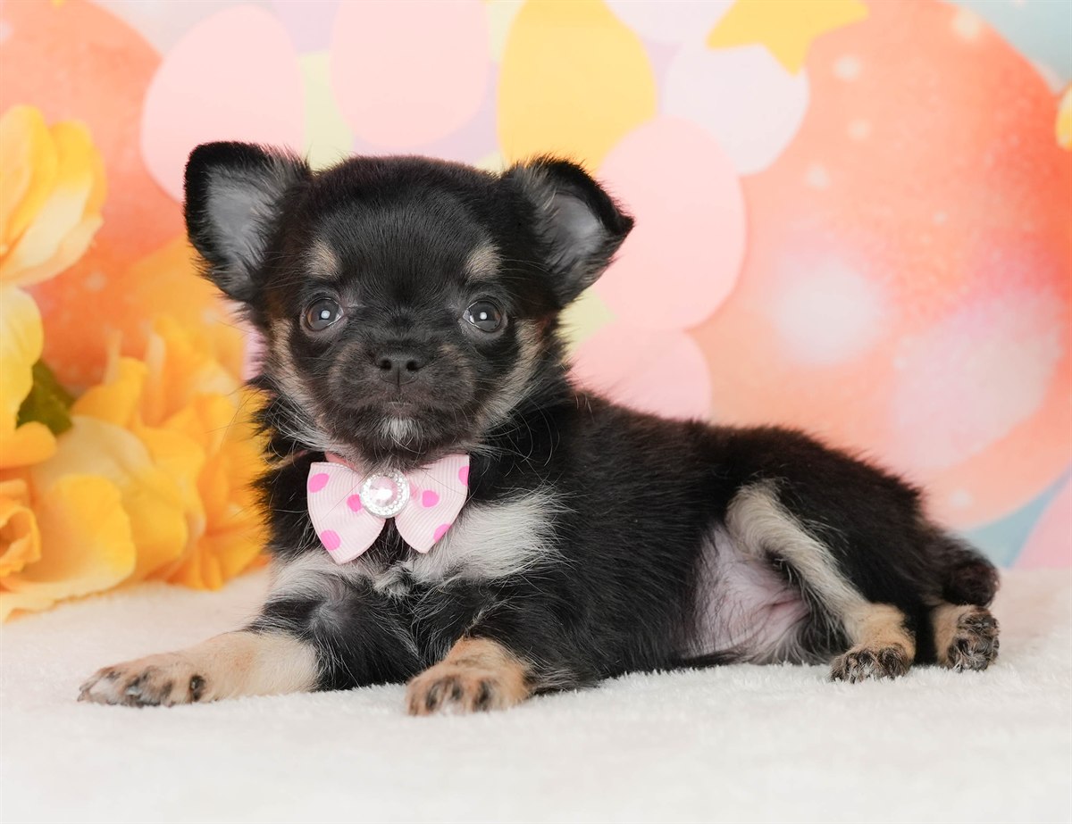 チワワ(ロング) | 女の子 | ブラックタン＆ホワイト | 2026年2月22日（ID:dog-200015683）