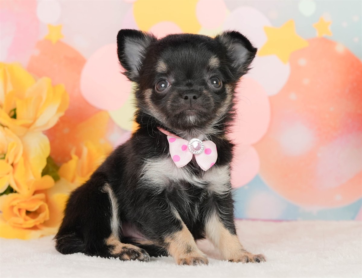 チワワ(ロング) | 女の子 | ブラックタン＆ホワイト | 2026年2月22日（ID:dog-200015683）