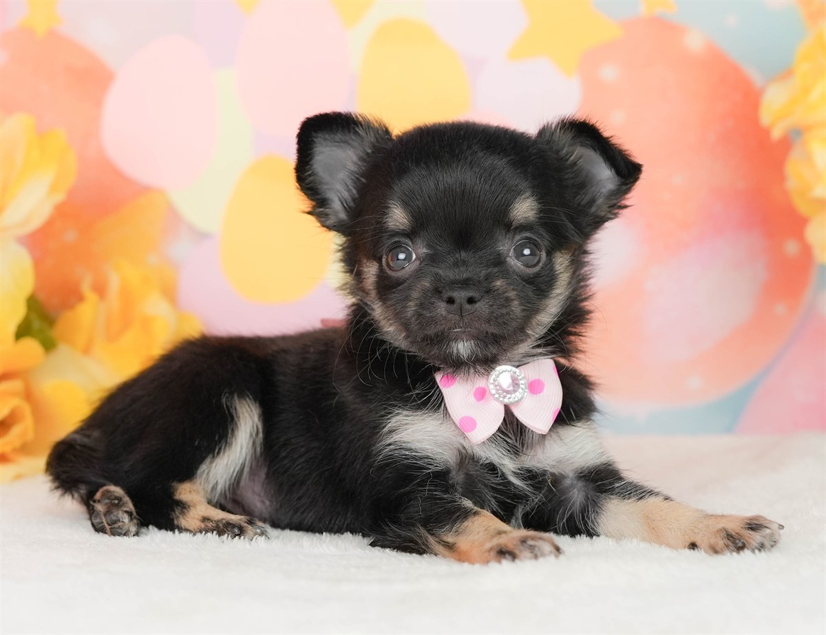 チワワ(ロング) | 女の子 | ブラックタン＆ホワイト | 2026年2月22日（ID:dog-200015683）