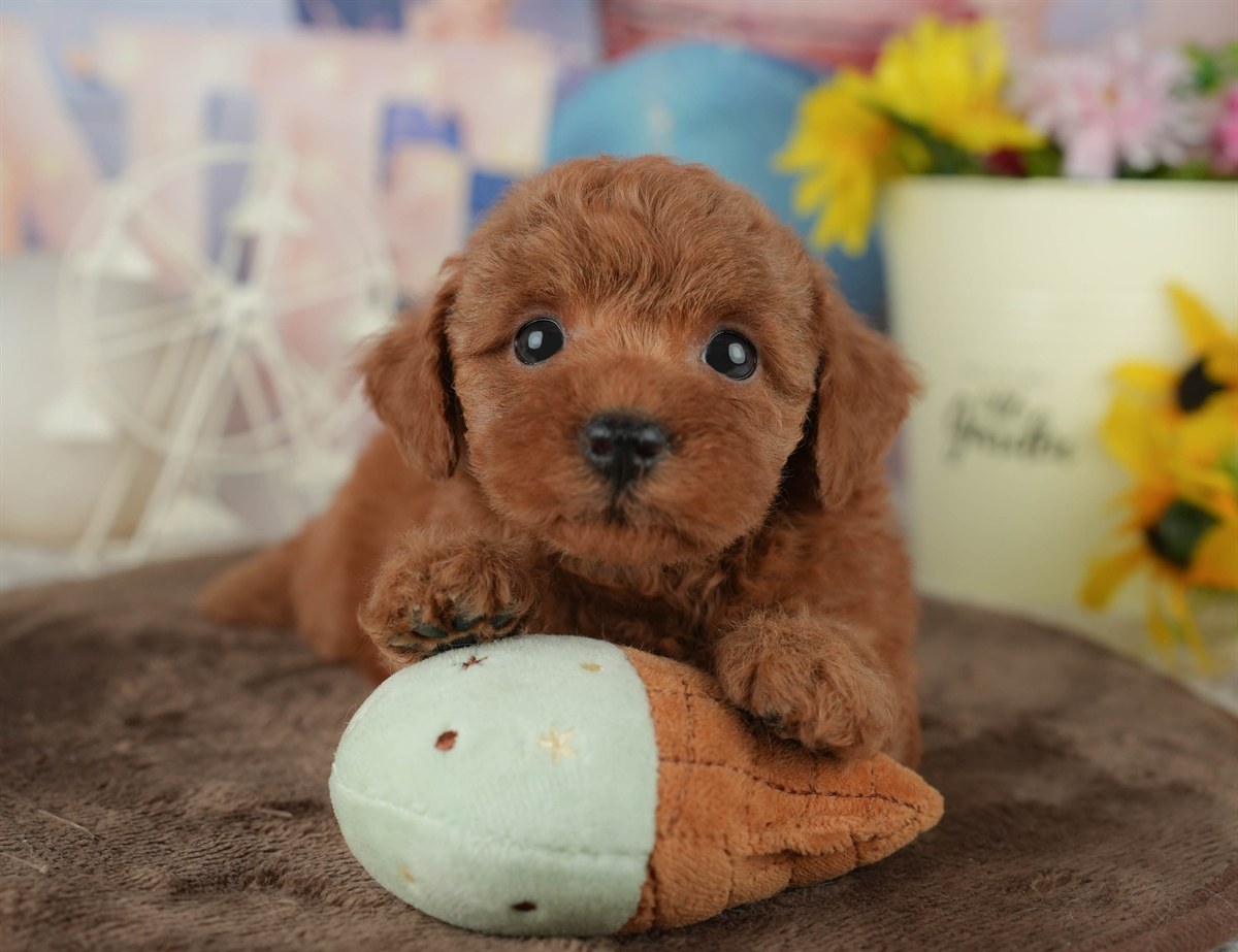 トイ・プードル | 女の子 | レッド | 2026年2月23日（ID:dog-200015684）