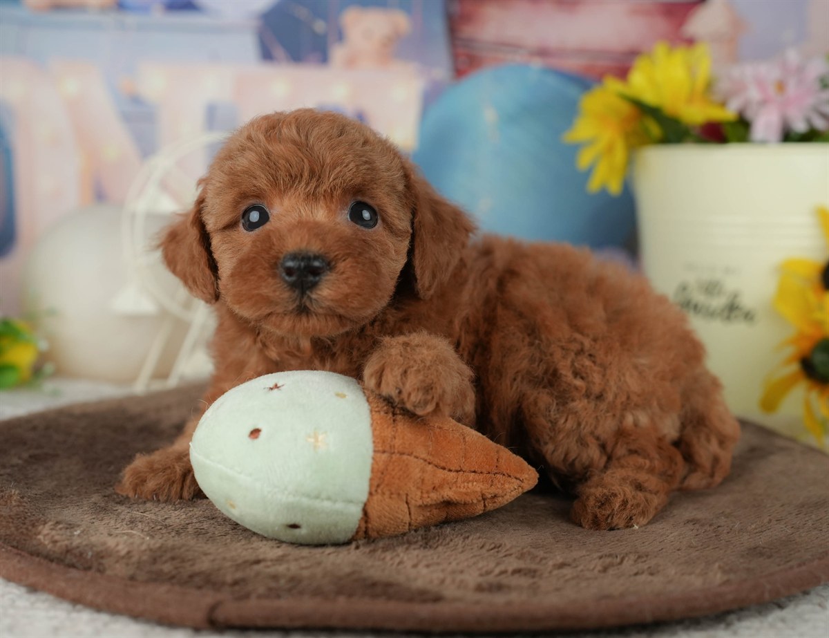 トイ・プードル | 女の子 | レッド | 2026年2月23日（ID:dog-200015684）