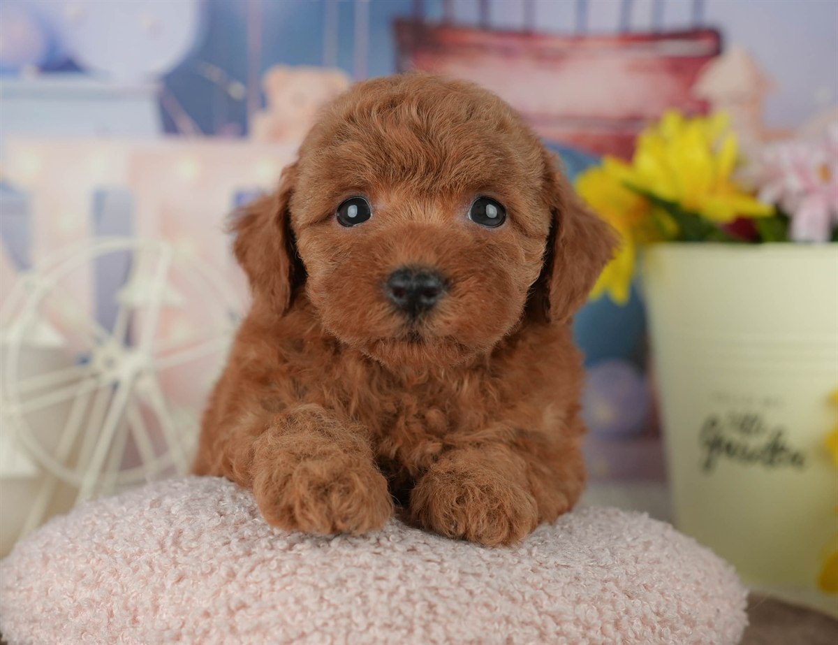 トイ・プードル | 女の子 | レッド | 2026年2月23日（ID:dog-200015684）