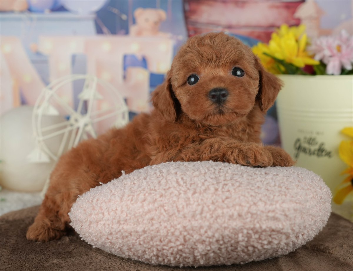 トイ・プードル | 女の子 | レッド | 2026年2月23日（ID:dog-200015684）