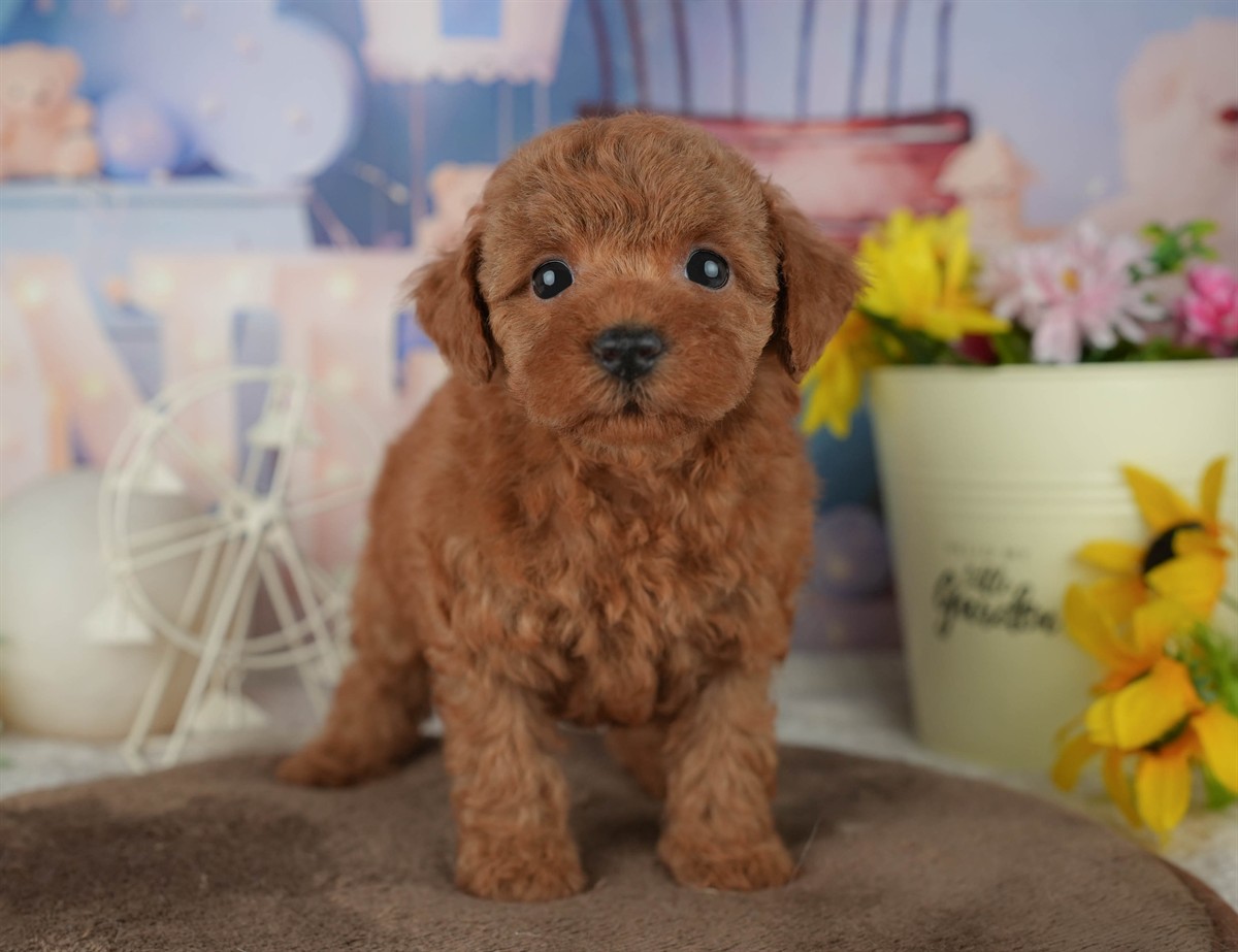 トイ・プードル | 女の子 | レッド | 2026年2月23日（ID:dog-200015684）