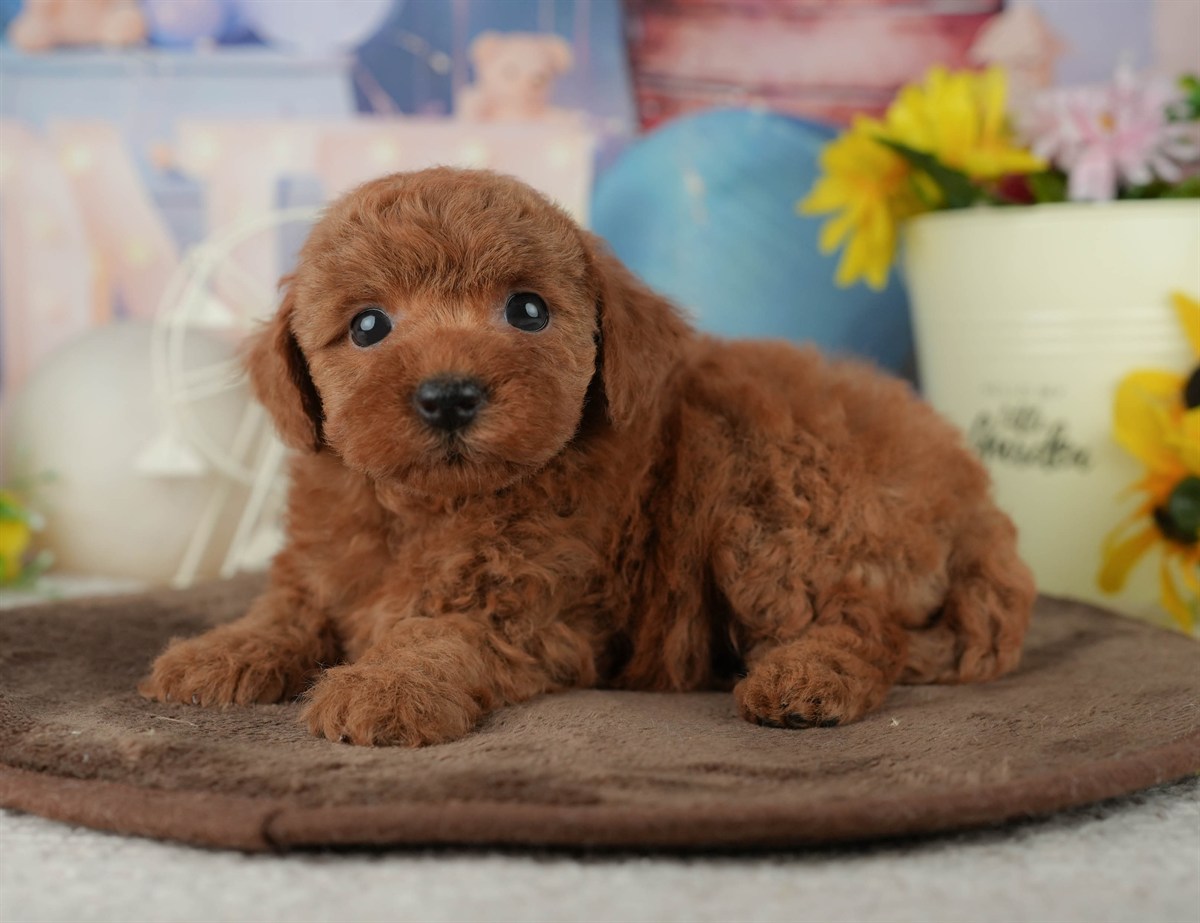 トイ・プードル | 女の子 | レッド | 2026年2月23日（ID:dog-200015684）