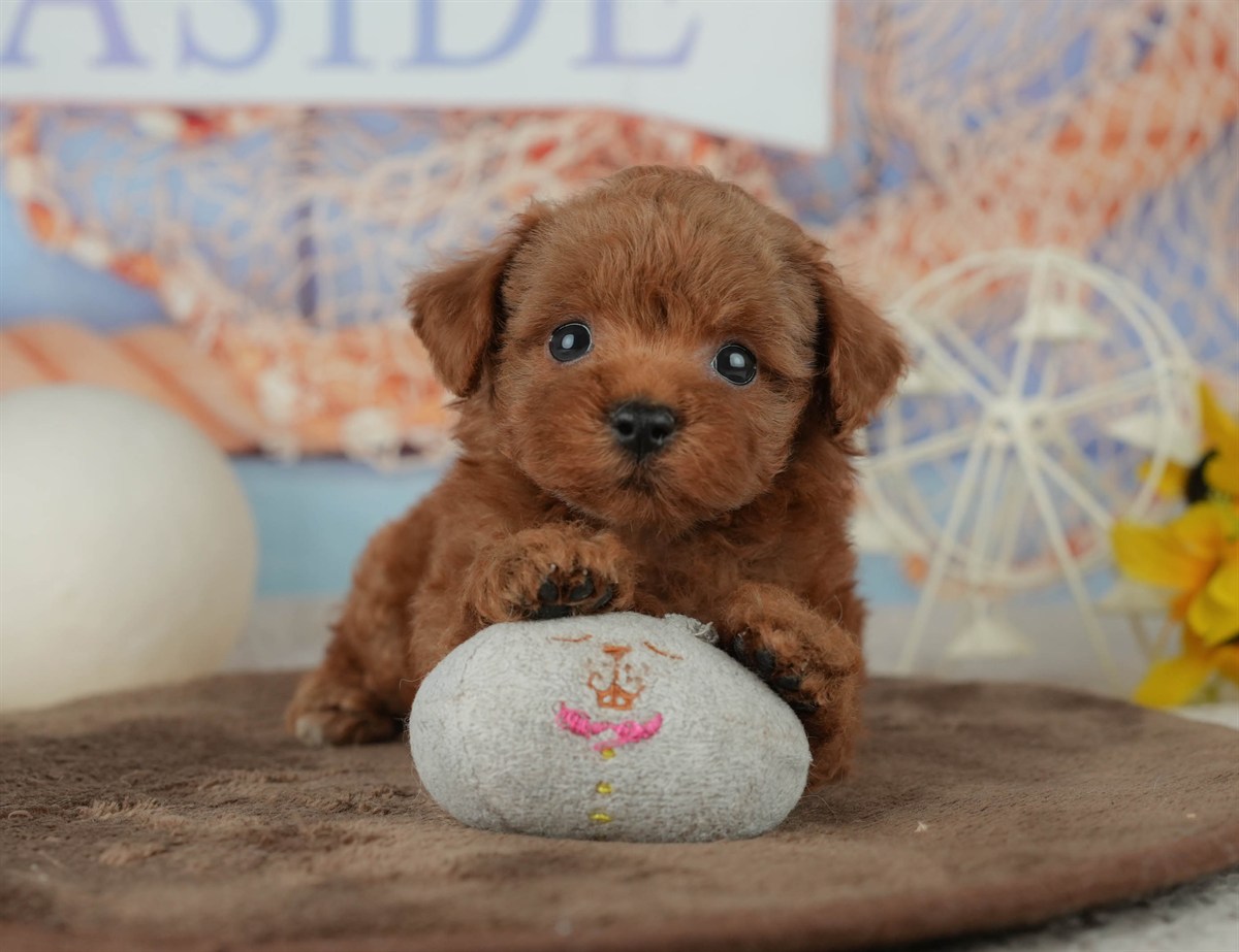 トイ・プードル | 男の子 | レッド | 2026年2月23日（ID:dog-200015685）