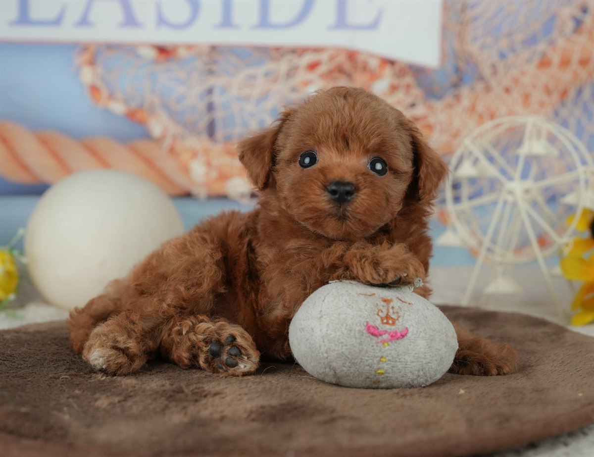 トイ・プードル | 男の子 | レッド | 2026年2月23日（ID:dog-200015685）