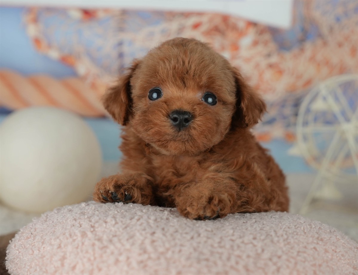 トイ・プードル | 男の子 | レッド | 2026年2月23日（ID:dog-200015685）