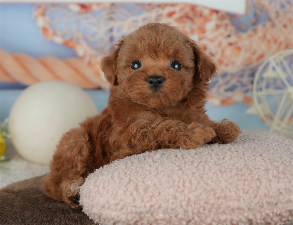 トイ・プードル | 男の子 | レッド | 2026年2月23日（ID:dog-200015685）