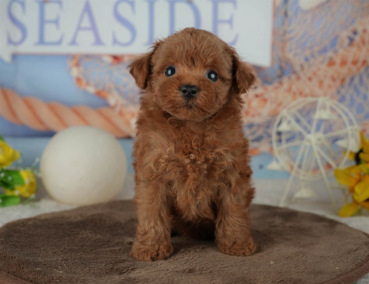 トイ・プードル | 男の子 | レッド | 2026年2月23日（ID:dog-200015685）