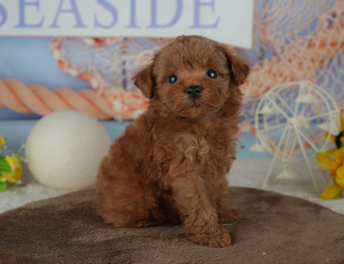 トイ・プードル | 男の子 | レッド | 2026年2月23日（ID:dog-200015685）