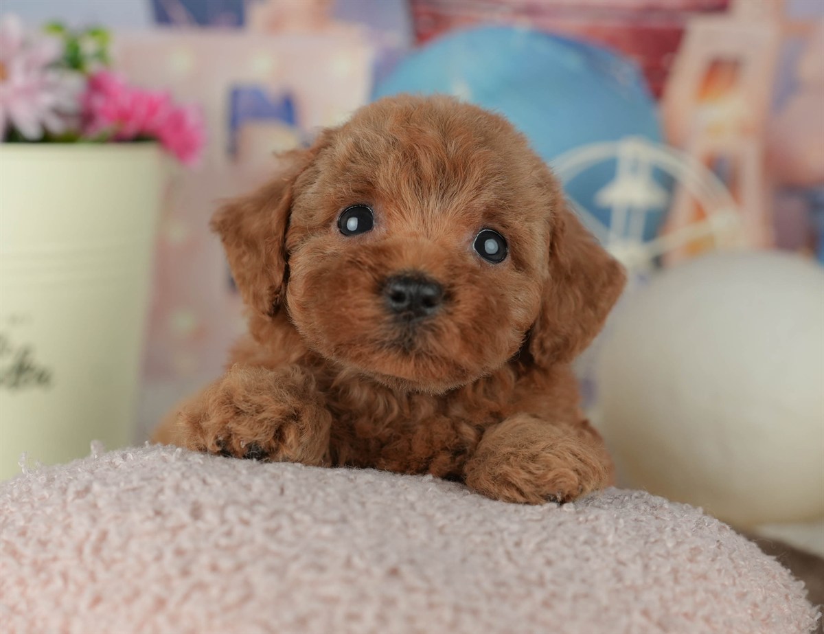 トイ・プードル | 女の子 | レッド | 2026年2月23日（ID:dog-200015686）