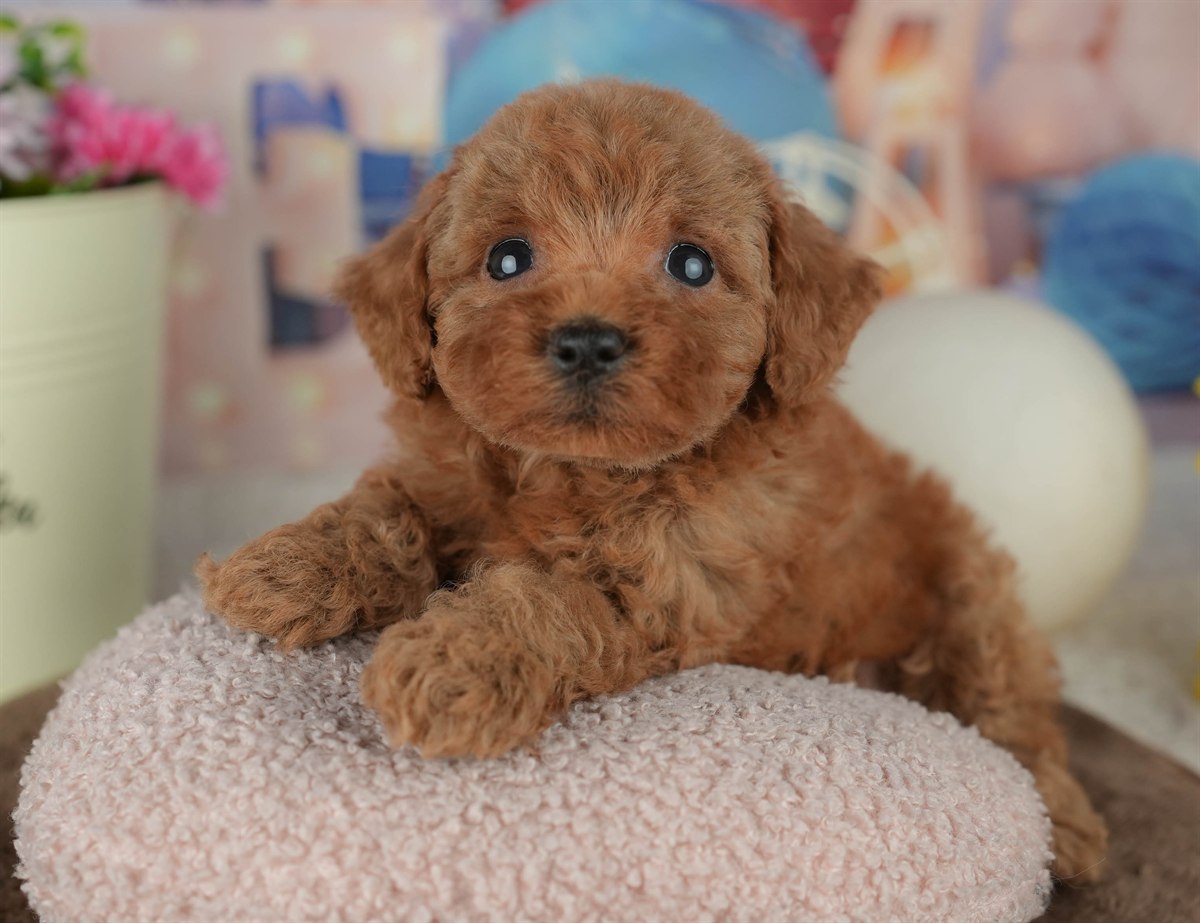 トイ・プードル | 女の子 | レッド | 2026年2月23日（ID:dog-200015686）