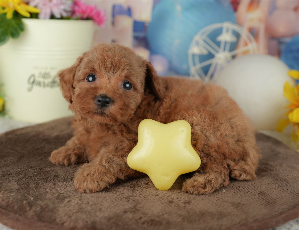 トイ・プードル | 女の子 | レッド | 2026年2月23日（ID:dog-200015686）