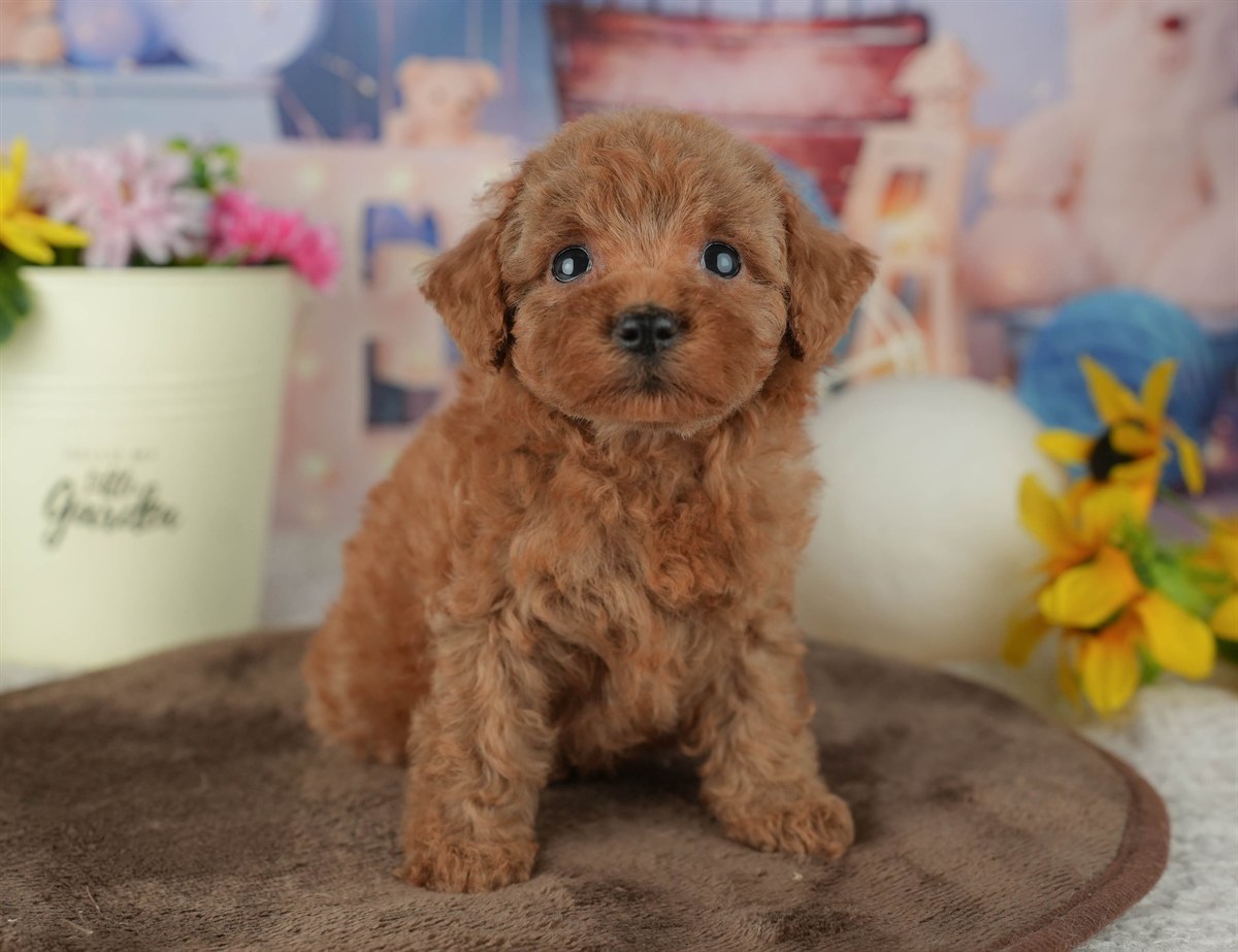 トイ・プードル | 女の子 | レッド | 2026年2月23日（ID:dog-200015686）