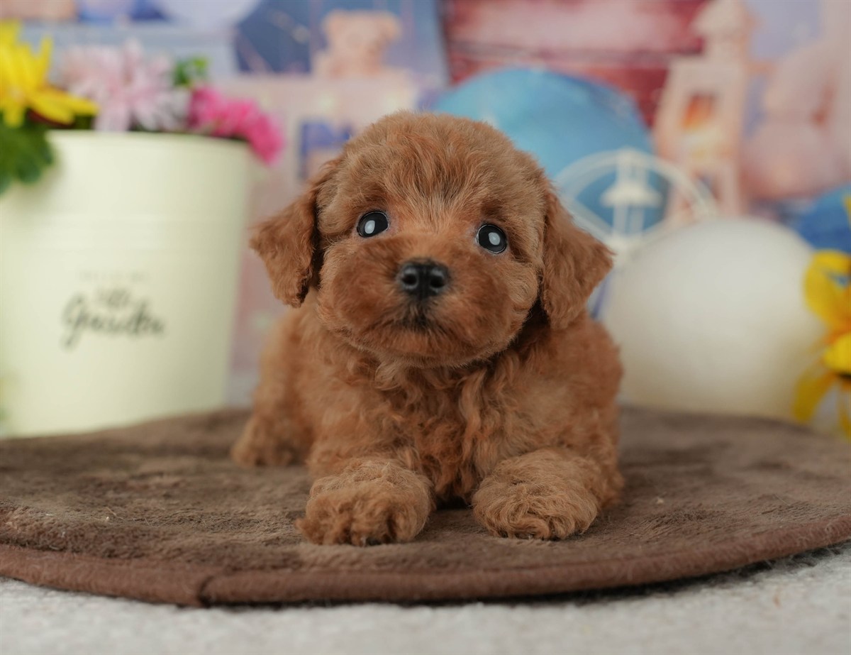 トイ・プードル | 女の子 | レッド | 2026年2月23日（ID:dog-200015686）