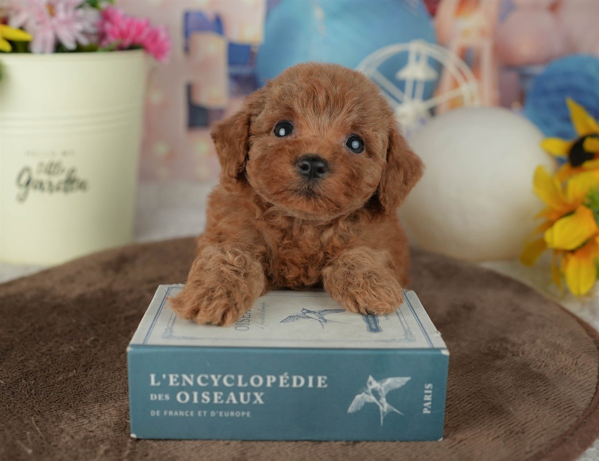 トイ・プードル | 女の子 | レッド | 2026年2月23日（ID:dog-200015686）