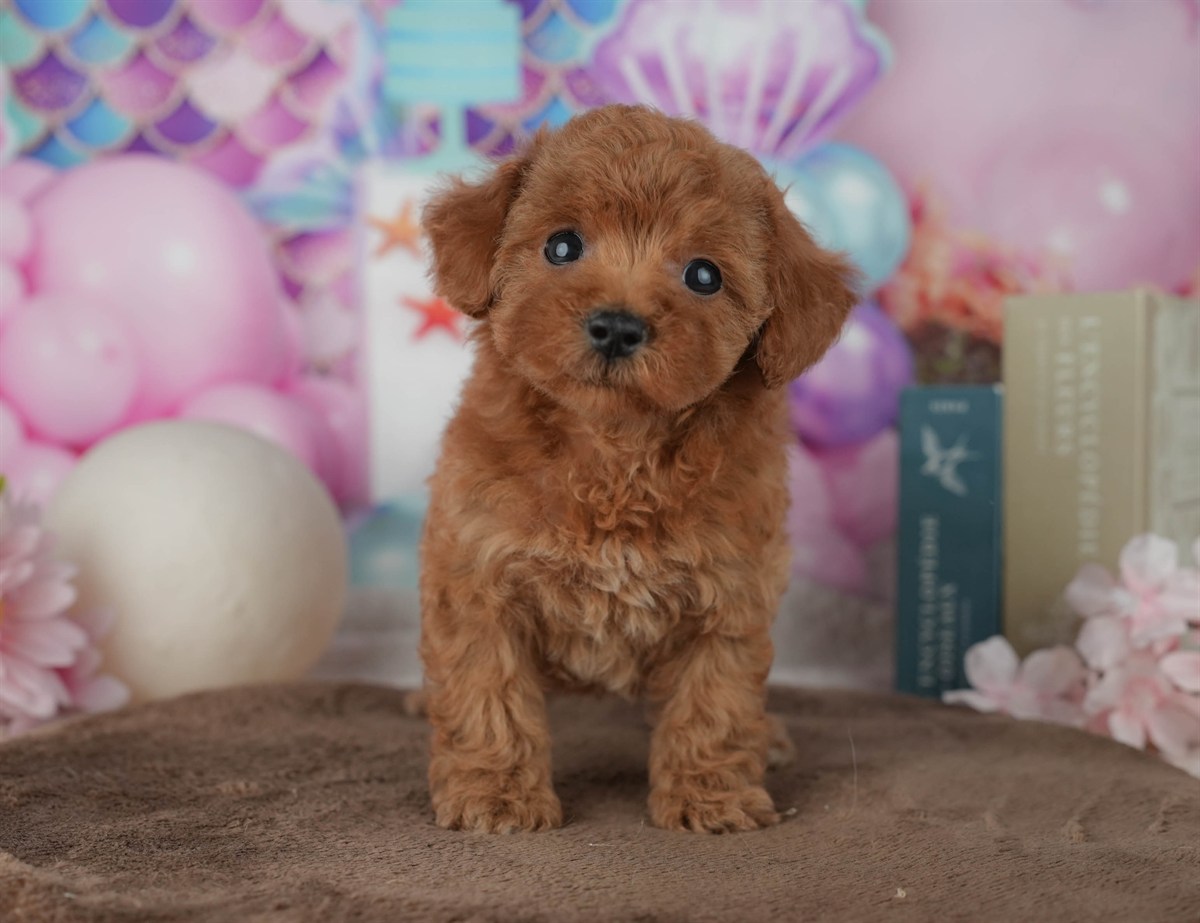 トイ・プードル | 女の子 | レッド | 2026年2月23日（ID:dog-200015687）