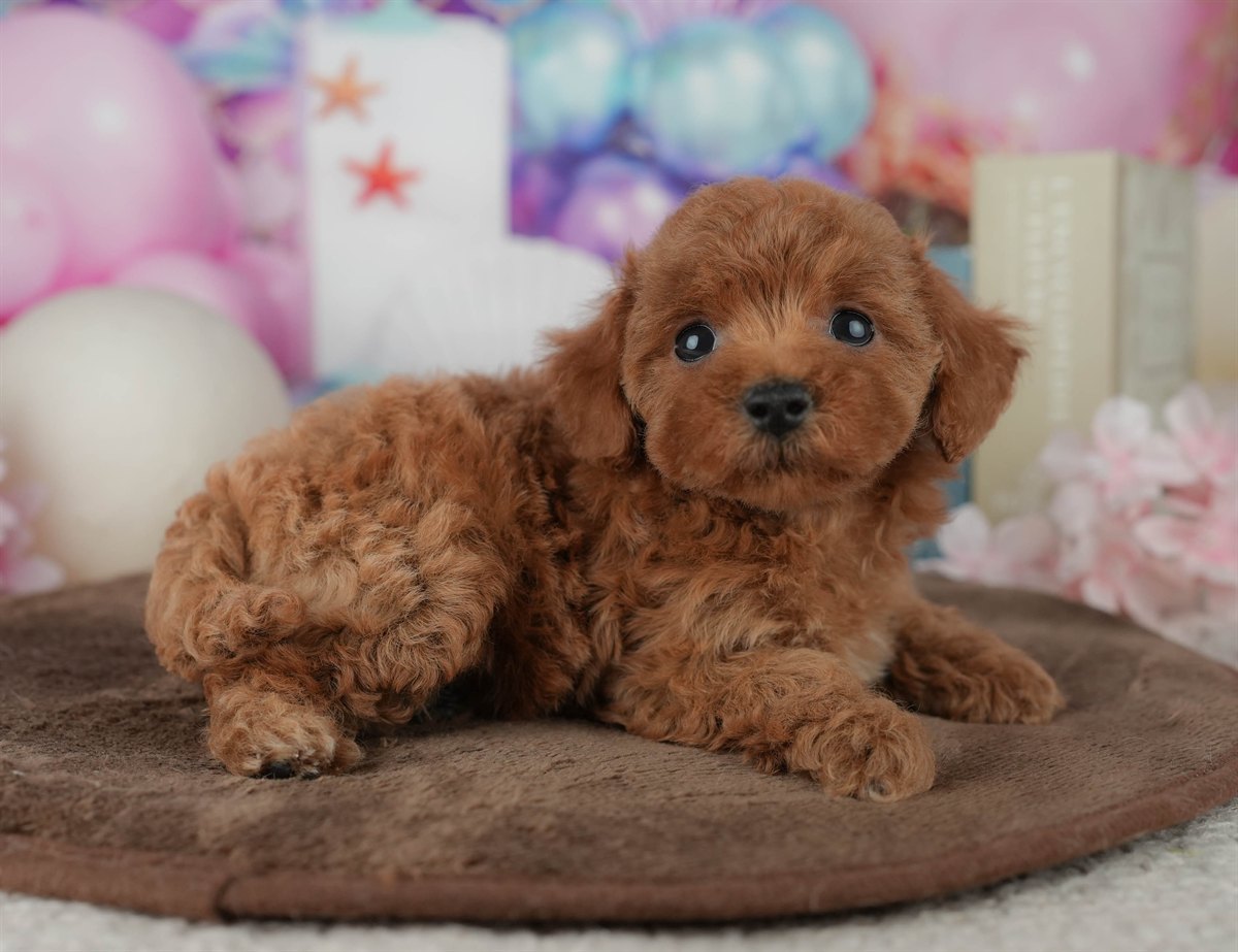 トイ・プードル | 女の子 | レッド | 2026年2月23日（ID:dog-200015687）