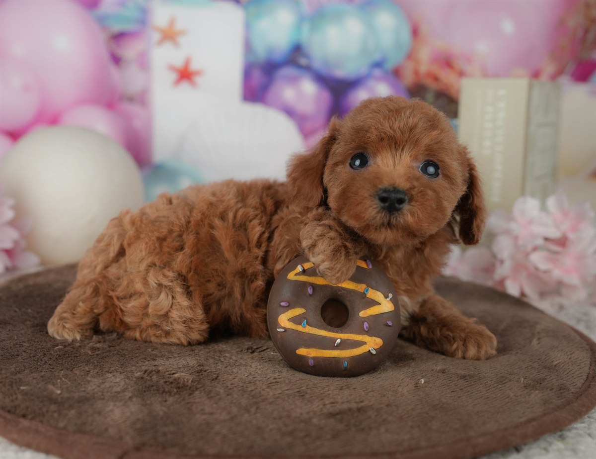 トイ・プードル | 女の子 | レッド | 2026年2月23日（ID:dog-200015687）