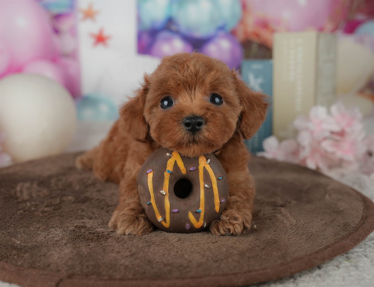 トイ・プードル | 女の子 | レッド | 2026年2月23日（ID:dog-200015687）