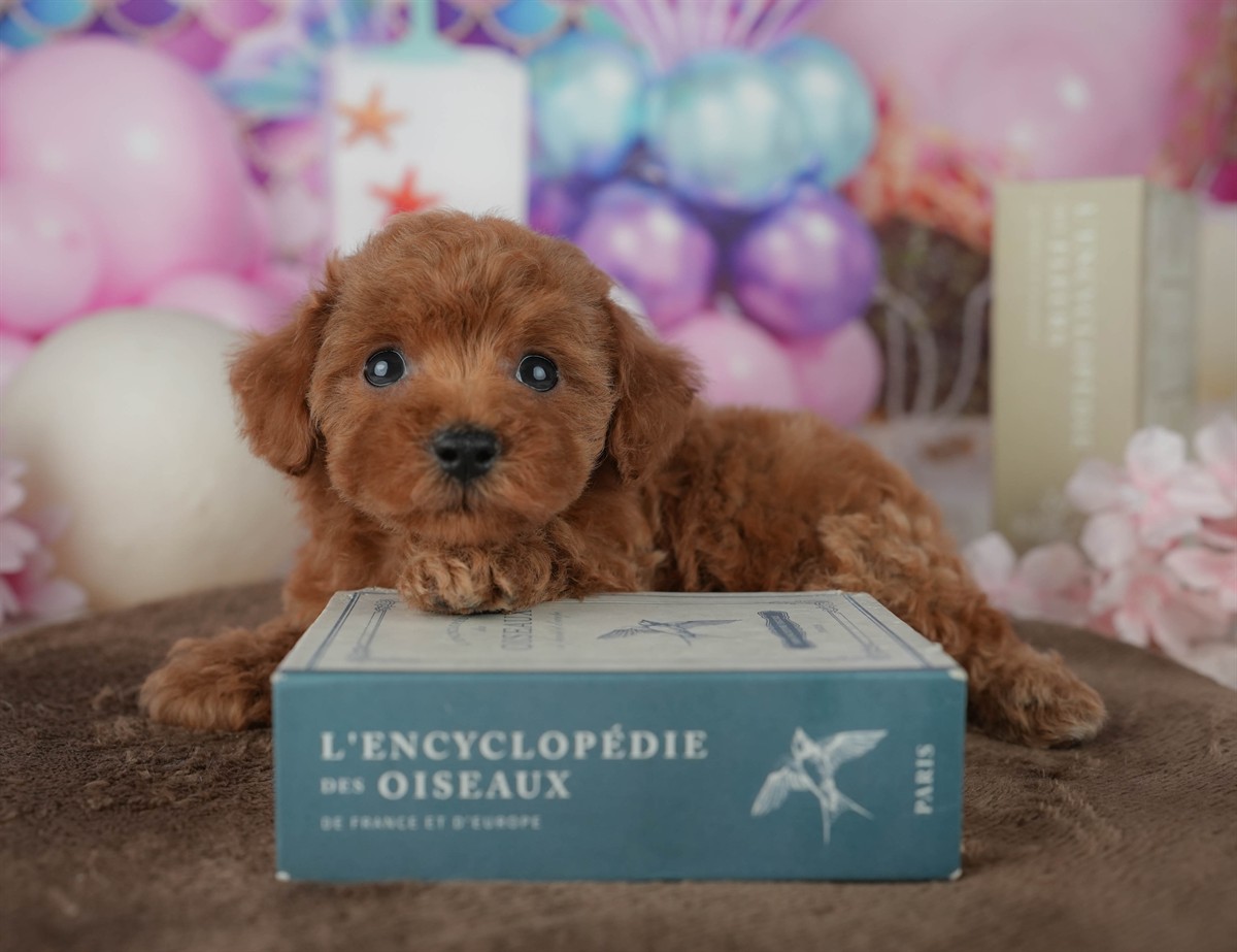 トイ・プードル | 女の子 | レッド | 2026年2月23日（ID:dog-200015687）