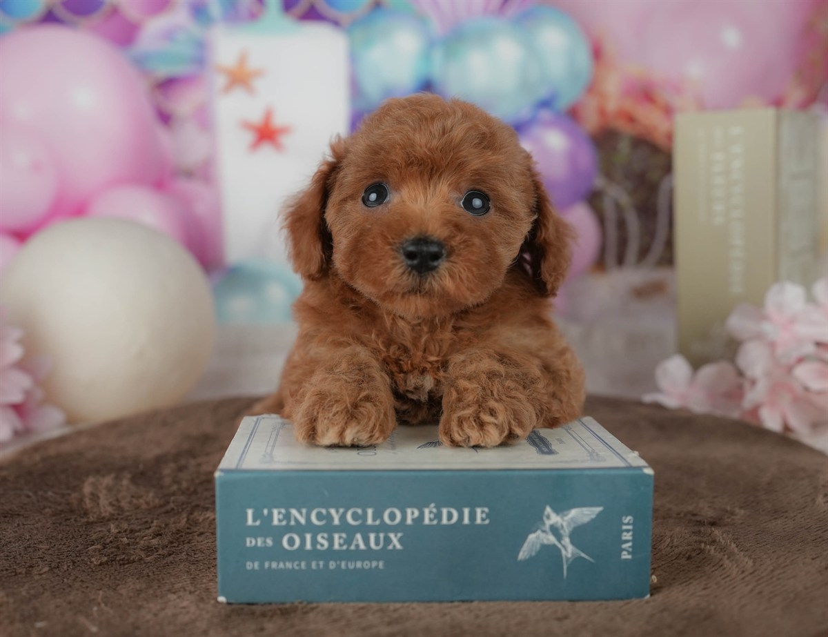 トイ・プードル | 女の子 | レッド | 2026年2月23日（ID:dog-200015687）