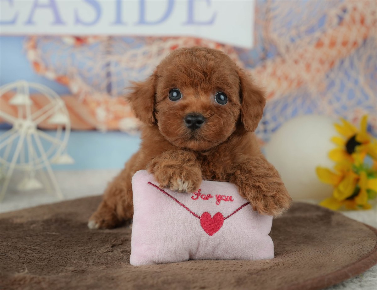 トイ・プードル | 男の子 | レッド | 2026年2月23日（ID:dog-200015688）