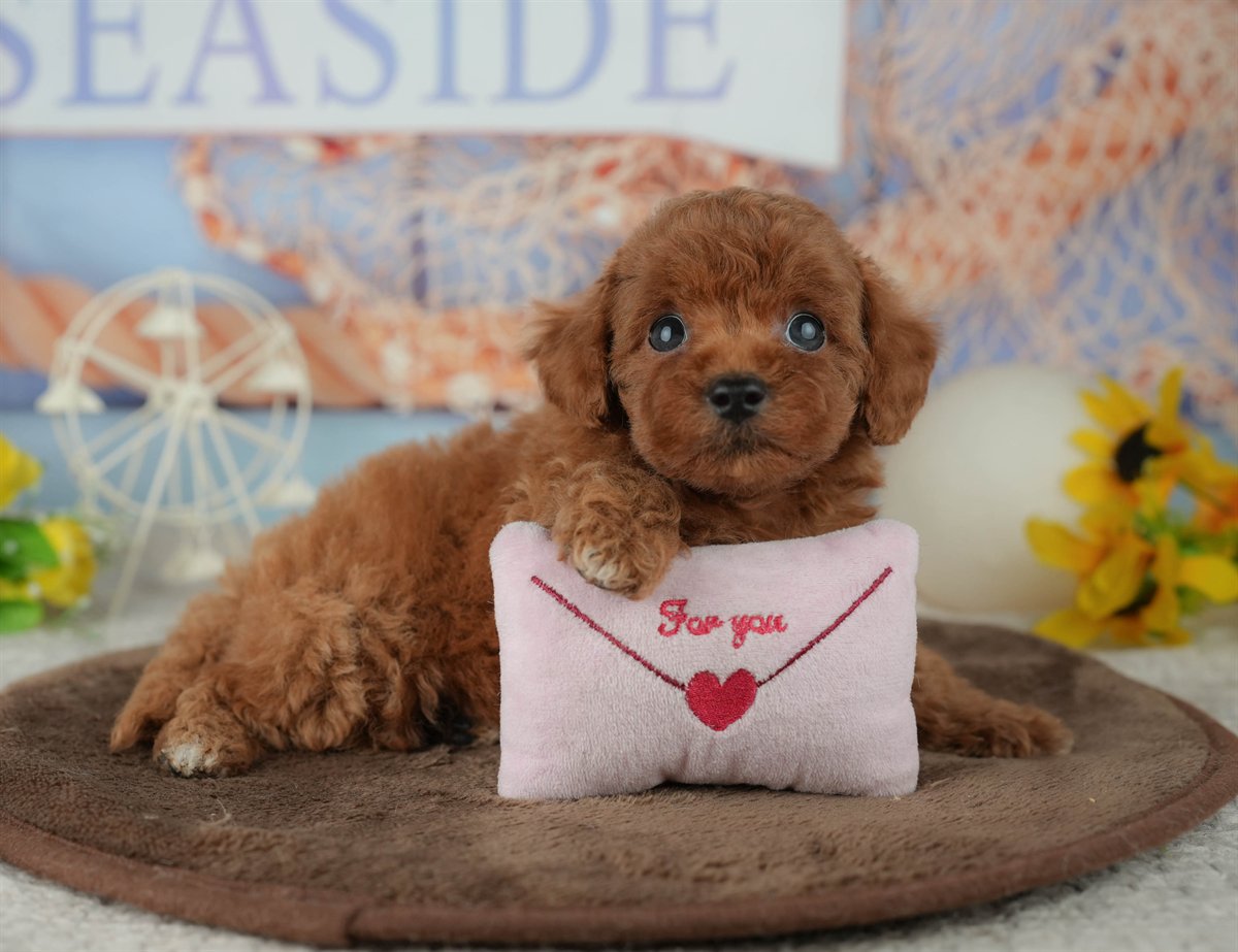 トイ・プードル | 男の子 | レッド | 2026年2月23日（ID:dog-200015688）