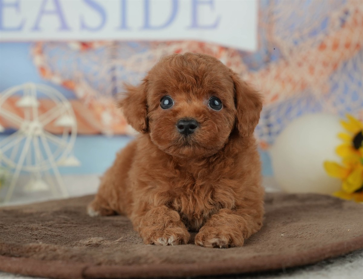 トイ・プードル | 男の子 | レッド | 2026年2月23日（ID:dog-200015688）