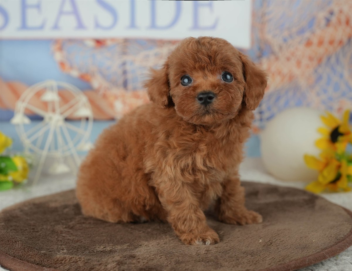 トイ・プードル | 男の子 | レッド | 2026年2月23日（ID:dog-200015688）