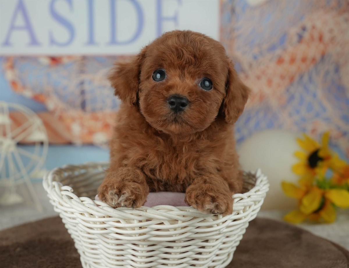 トイ・プードル | 男の子 | レッド | 2026年2月23日（ID:dog-200015688）