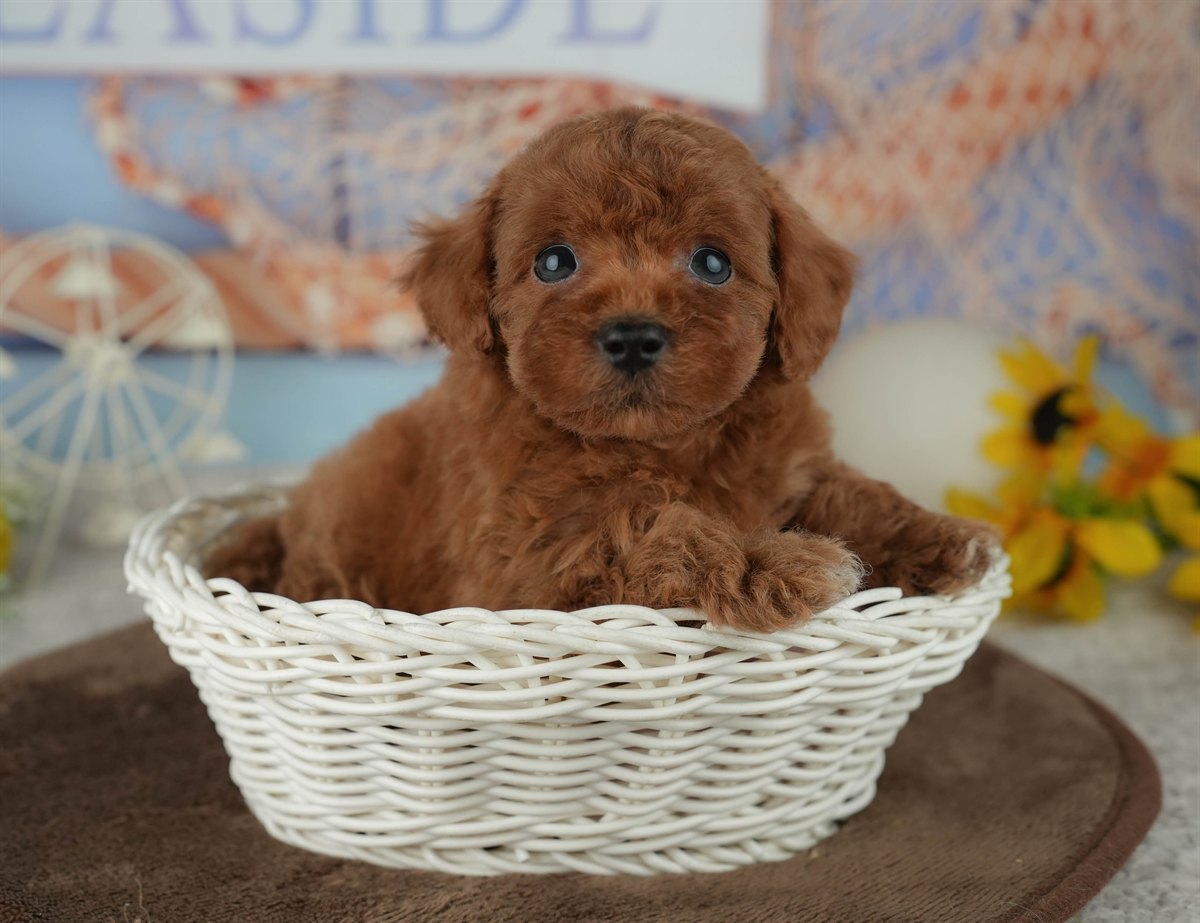 トイ・プードル | 男の子 | レッド | 2026年2月23日（ID:dog-200015688）