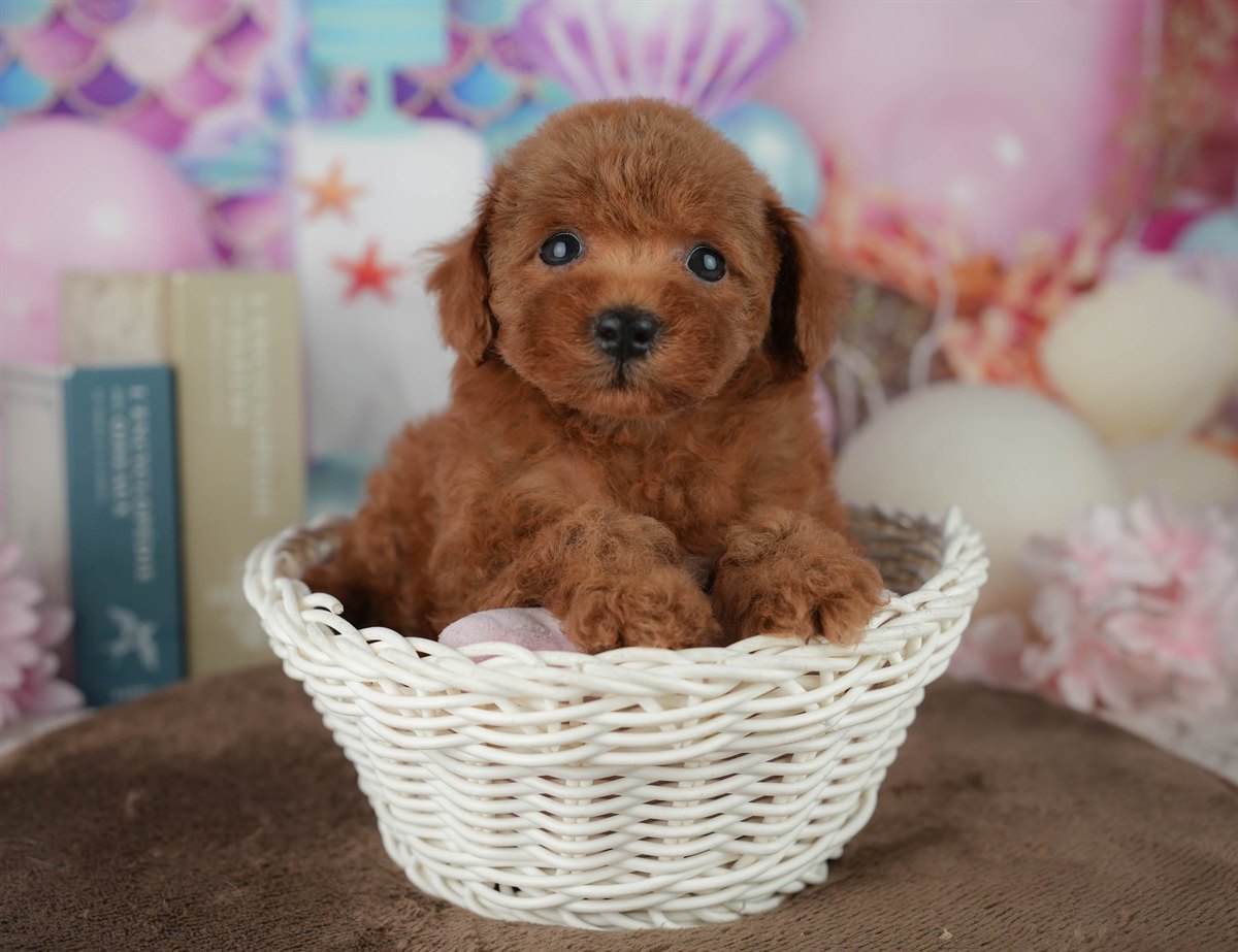 トイ・プードル | 男の子 | レッド | 2026年2月23日（ID:dog-200015689）