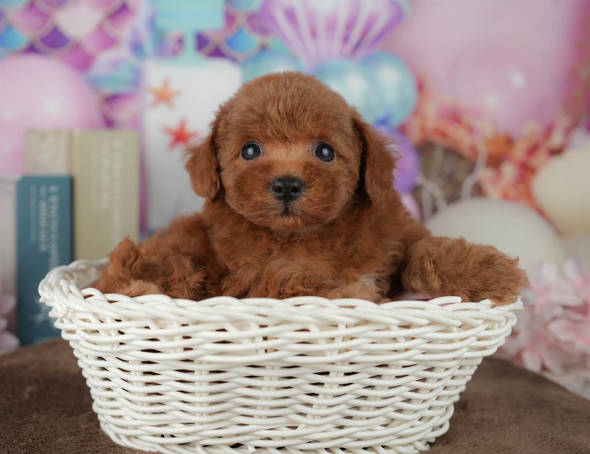 トイ・プードル | 男の子 | レッド | 2026年2月23日（ID:dog-200015689）